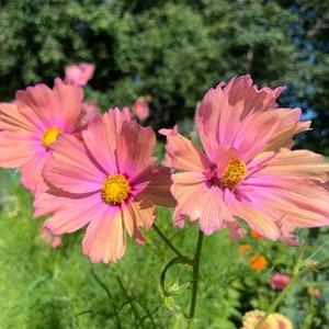 Apricotta Cosmos Seeds, Rose Pink Apricot Tangerine Cosmos Flowers, 25 Seeds // Open Pollinated, Non-GMO, cosmos bipinnatus