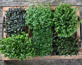 May include: A wooden tray with six small containers filled with different types of microgreens. The microgreens are a mix of red, green, and purple.
