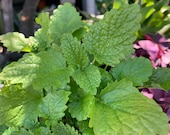 Lemon Balm Seeds, 700 Seeds Heirloom Non-GMO, melissa officinalis