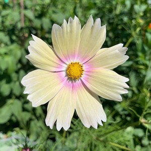 Organic Apricot Lemonade Cosmos Seeds, Bi-color Yellow & Pink Flowers // Organic, Open Pollinated, Non-GMO, cosmos bipinnatus