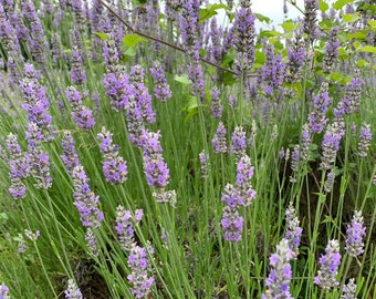 English Lavender Seeds, Vera, True Lavender // Non-GMO, Lavandula angustifolia