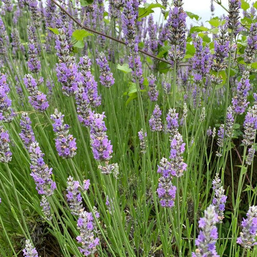 English Lavender Seeds 500 True Lavender Seeds // Nongmo Etsy