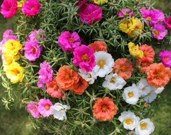 Portulaca Seeds Moss Rose, Double Mix Portulaca, Mixed Colors, Succulents // Non-GMO, Portulaca grandiflora