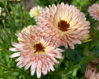 Organic Strawberry Blonde Calendula Seeds, Peach Double Calendulas, 100 Seeds // Organic, Non-GMO, calendula officinalis