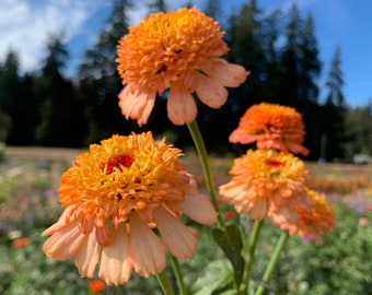 Cresto! Peachy Pink Zinnia Flower Seeds, 25 Count