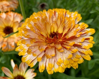 Organic Solar Flashback Mix Calendula Seeds, Flash Calendulas, Peach Yellow Maroon // Organic, Non-GMO, Calendula officinalis
