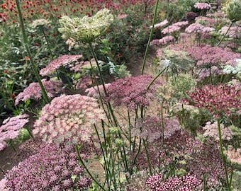 Daucus 'Dara' Purple Carrot Flower Seeds, 100 Count, Organic Queen Anne's Lace, Daucus carota
