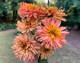 Pink Senorita Super Cactus Zinnia Seeds, 25 Count