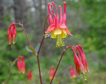 Wild Columbine Flower Seeds, Canadian Columbine, Red Hummingbird Columbines, 350 Seeds // Open Pollinated, Non-GMO, aquilegia canadensis
