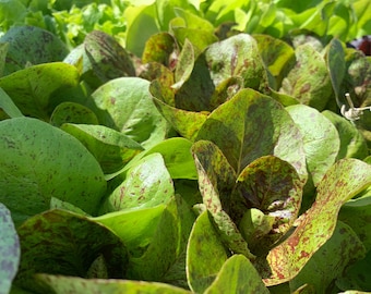 Freckles Romaine Lettuce Seeds, Freckled Lettuce, 500 Seeds // Heirloom, Non GMO, lactuca sativa