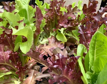 Mesclun Mix Lettuce Seeds, 1500+ Seeds // Heirloom, Non GMO, lactuca sativa