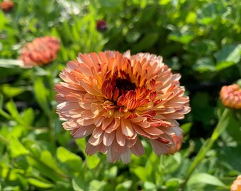 Organic Triangle Flashback/Zeolights Calendula Seeds, 100 Count, Calendula officinalis