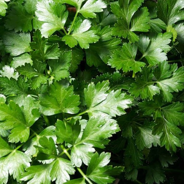 Italian Parsley Seeds, Dark Green Italian Flat Leaf, 1000 Seeds // Heirloom, Non-GMO, petroselinum crispum