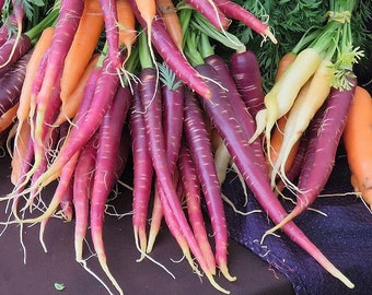 Organic Cosmic Purple Carrots Seeds, 500 Count