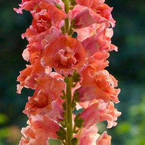 Madame Butterfly Bronze F1 Snapdragon Seeds // Open Pollinated, Non-GMO, Antirrhinum majus