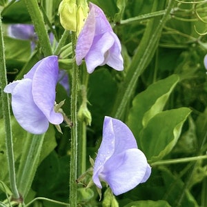 Organic Blue Celeste Sweet Pea Seeds, Annual Sweet Peas // Organic, Non-GMO, Lathyrus odoratus