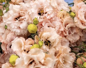 Voyage 2 Light Apricot Lisianthus Seeds, Eustoma grandiflorum (25 Pelleted Seeds)
