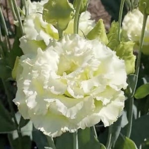 Voyage 2 Green II (F1) Lisianthus Seeds // Pelleted, Non-GMO, Eustoma grandiflorum
