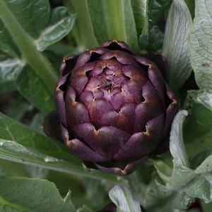 May include: Two purple artichokes growing on a plant with green leaves.