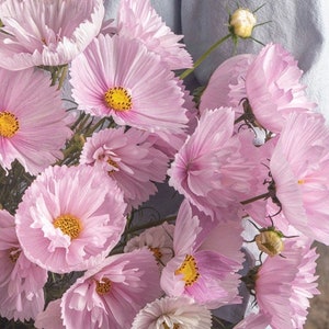 Blush Cupcakes Cosmos Seeds, Pleated Pink Cosmos Flowers // Open Pollinated, Non-GMO, Cosmos bipinnatus