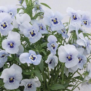 May include: A cluster of light blue pansy flowers with dark blue and yellow centers. The flowers have a delicate, ruffled appearance and are surrounded by green foliage. The image is a close-up shot, highlighting the intricate details of the petals.