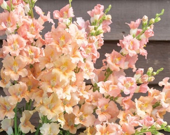 Chantilly™ Light Salmon F1 Snapdragon Seeds // Open Pollinated, Non-GMO, Antirrhinum majus