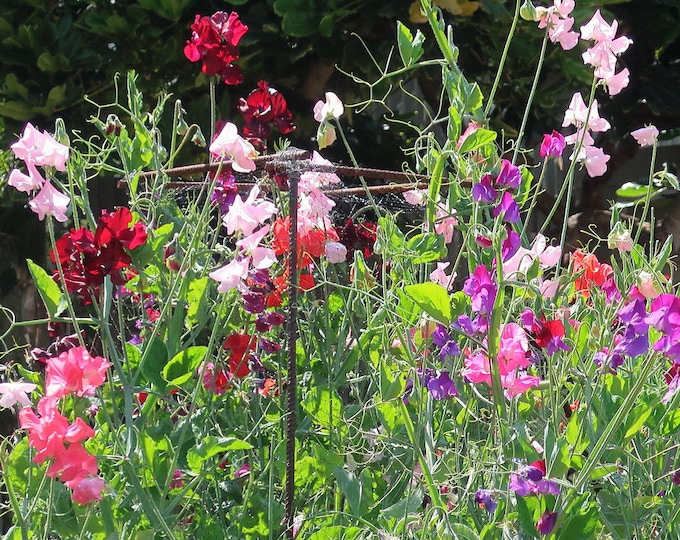 Everlasting Sweet Peas, 40 Mixed Sweet Pea Seeds // Nongmo, Lathyrus