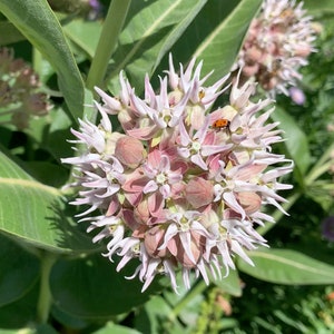 Showy Milkweed Seeds // Open Pollinated, Non-GMO, Asclepias speciosa