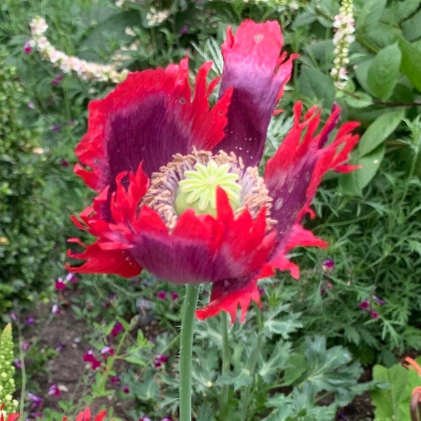 Organic Jimi's Flag Poppy Seeds, Fuchsia & Purple Fringed Somniferum Poppies, 300 Seeds // Open Pollinated, Non-GMO, papaver somniferum