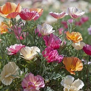 May include: A field of colorful California poppies in bloom. The flowers are a mix of pink, white, orange, and yellow.