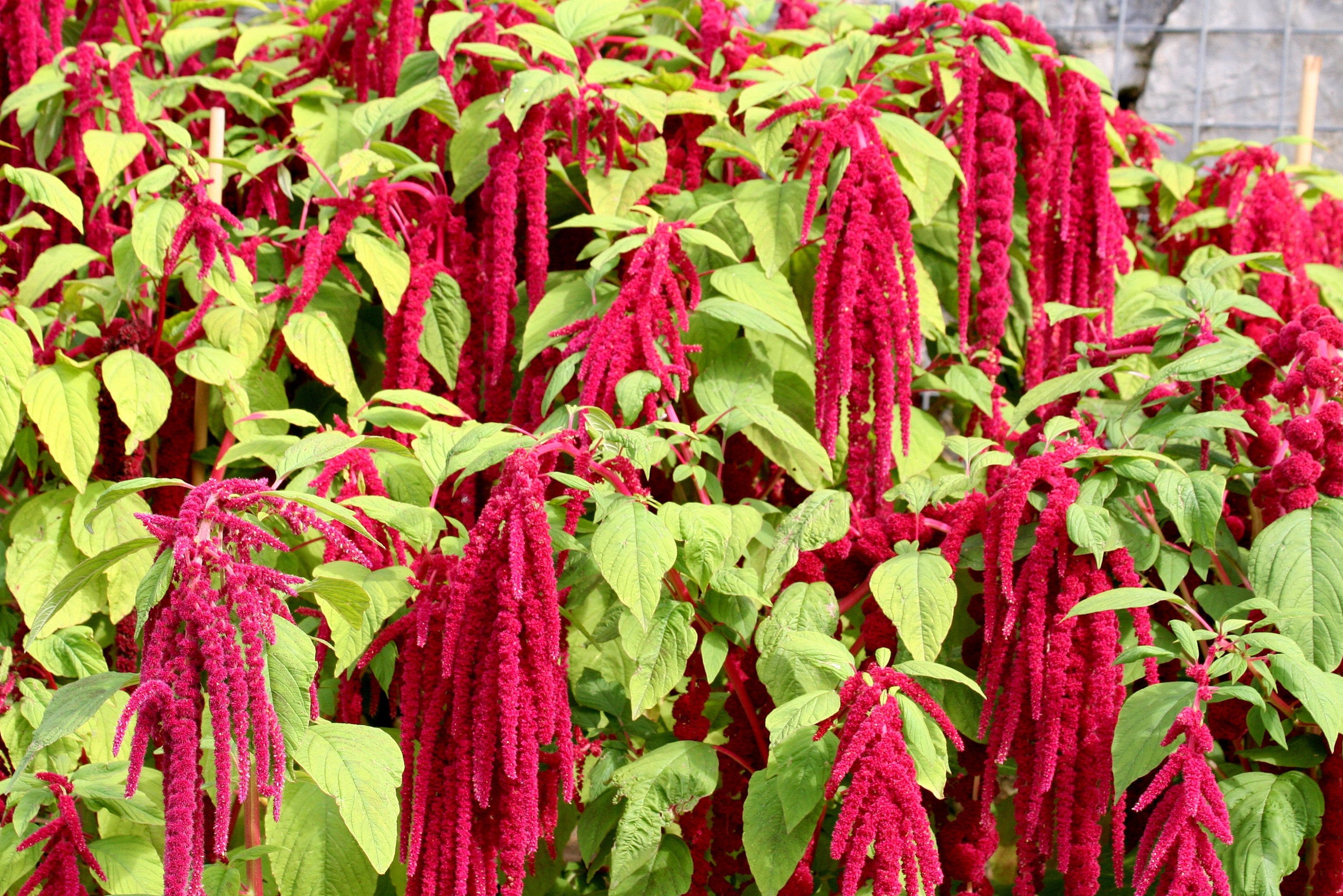 Amaranth Pussy