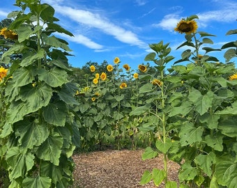 Kong F1 Sunflower Seeds, Giant Branching Sunflowers, 25 Seeds // Non-GMO, helianthus annuus