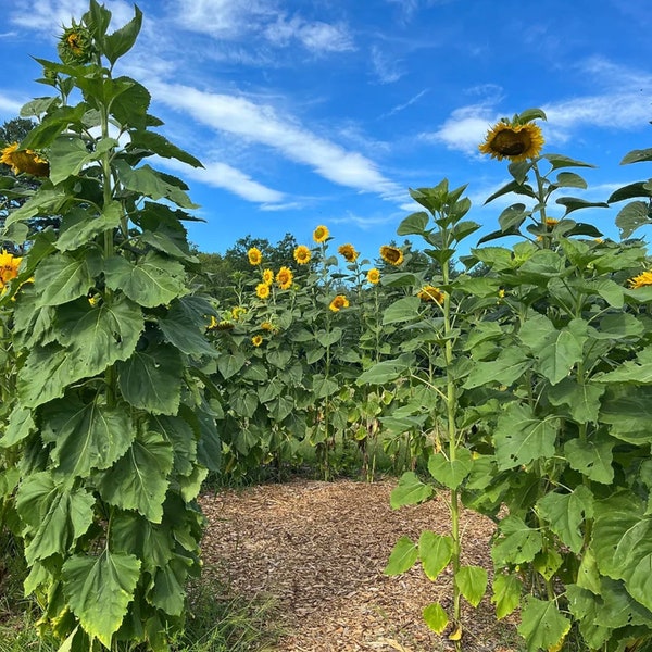 Kong F1 Sunflower Seeds, Giant Branching Sunflowers, 25 Seeds // Non-GMO, helianthus annuus