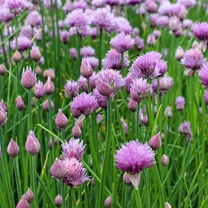 Organic Chives Seeds // Heirloom, Non-GMO, Herb Garden, allium schoenoprasum