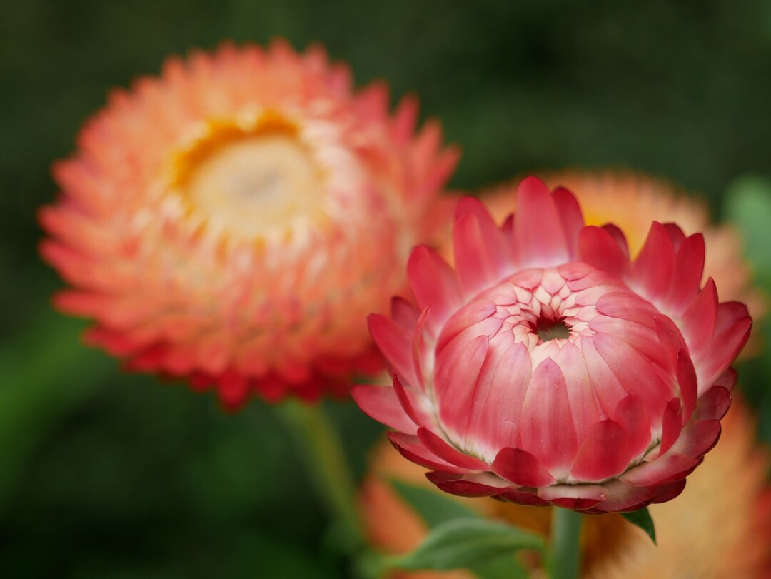 King Size Raspberry Rose Strawflower Seeds Strawflowers Etsy