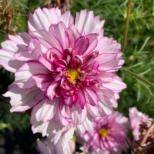 May include: A close-up of a pink and white cosmos flower with a yellow center. The flower has many petals and is in full bloom.