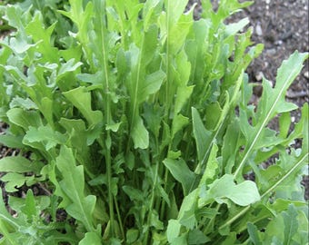 May include: A close-up shot of fresh arugula, a leafy green vegetable. The arugula has vibrant green leaves with a slightly serrated edge. The leaves are clustered together, showing their natural growth pattern. The background is a dark soil.