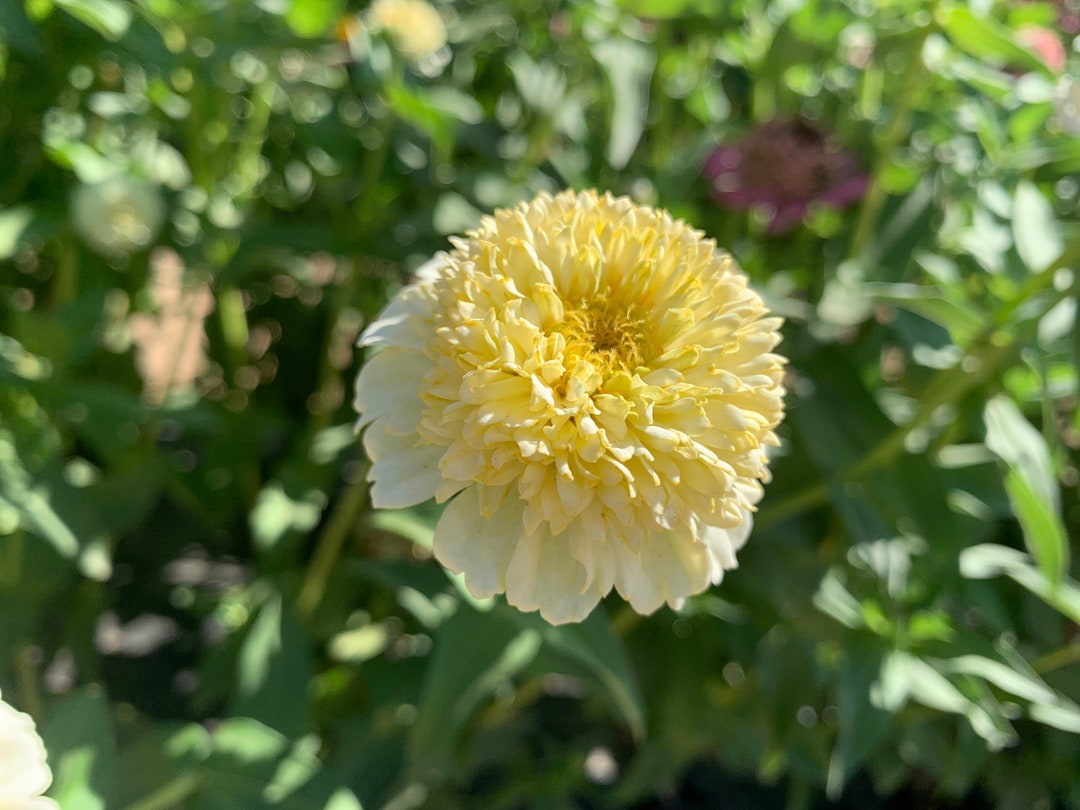 Cresto Cream Zinnia Flower Seeds Scabiosa Flowered Zinnias Etsy