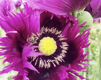 Organic Jimi's Purple Haze Poppy Seeds, 300 Count