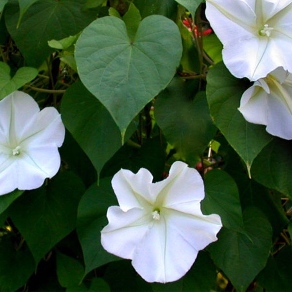 Moonflower Seeds, White Tall Nightblooming Flowering Vine, 25 Seeds // Non-GMO, ipomoea alba