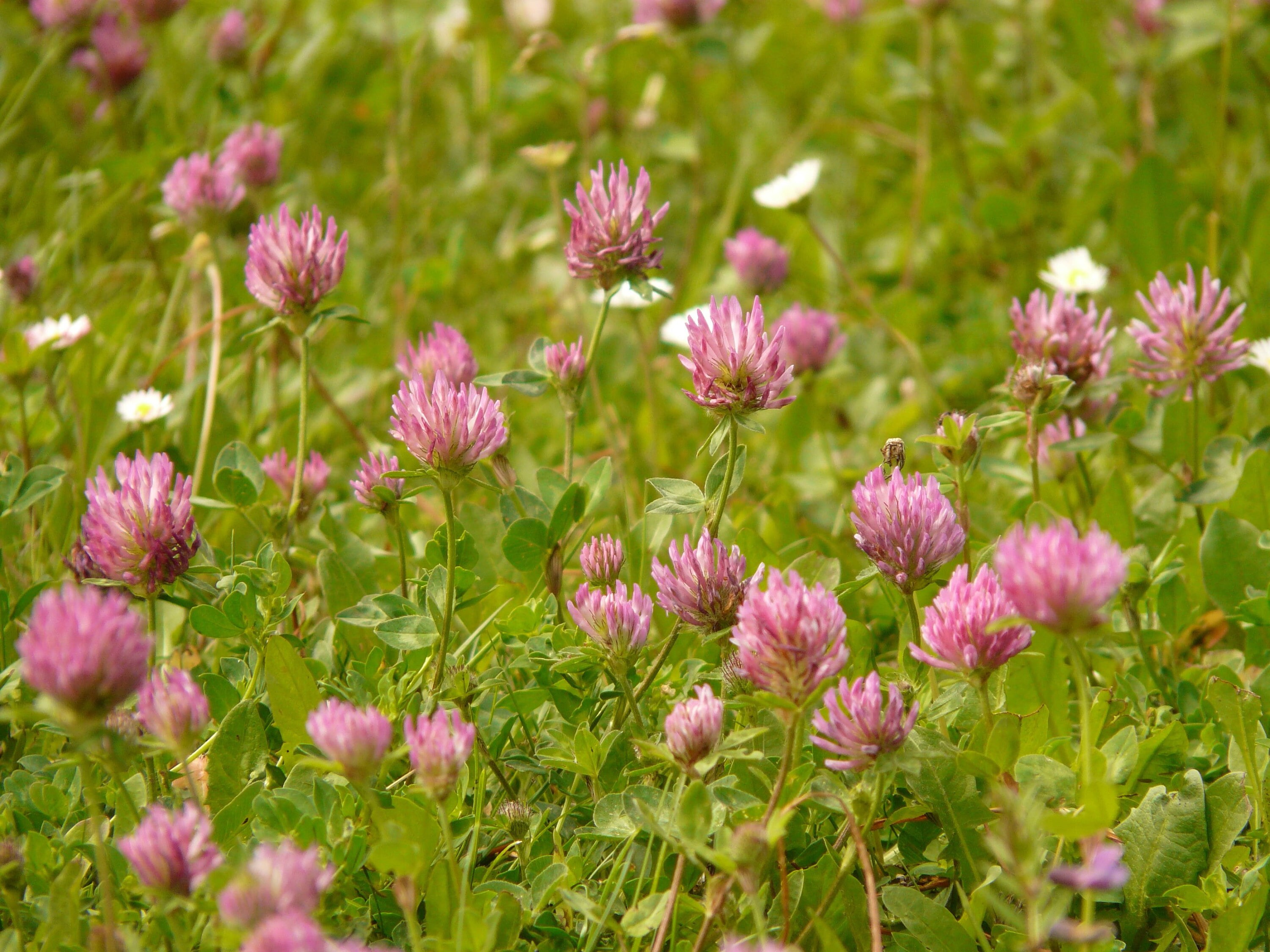 Strawberry Clover Seeds Medicinal Herb 1500 Seeds // Etsy