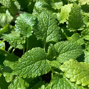 500 Lemon Balm Seeds, Melissa Officinalis, Tea, Medicinal, Non-GMO, Genuine USA
