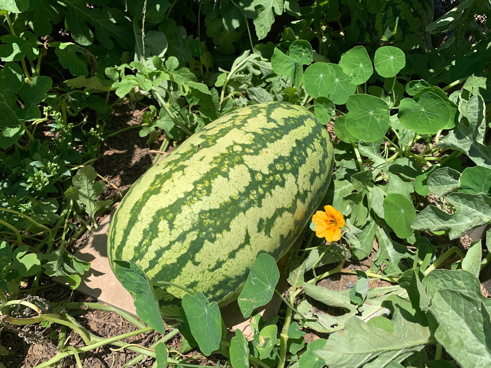 Rattlesnake Watermelon Seeds 25 Seeds // Heirloom Etsy