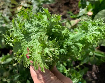 Organic Wasabina Mustard Seeds, 300 Count, Spicy Wasabi Mustards Greens, Brassica juncea