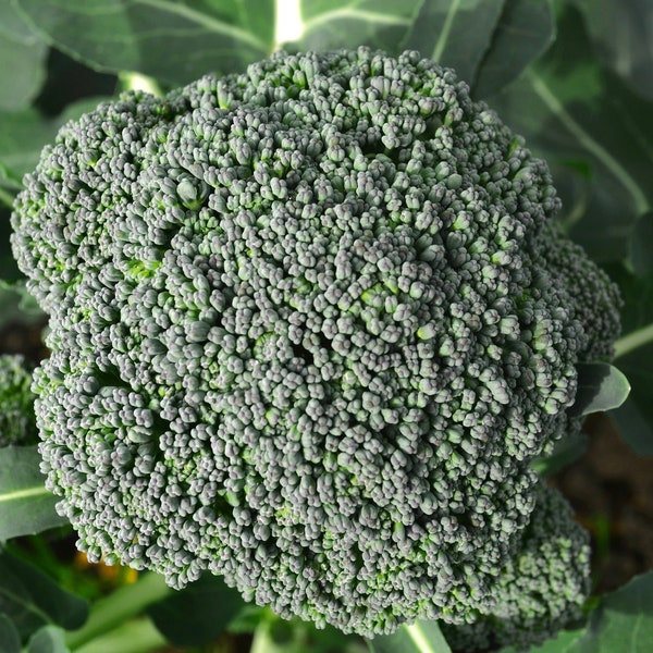 Waltham Broccoli Seeds, Waltham 29 // Heirloom, Non GMO, brassica oleracea var. italica