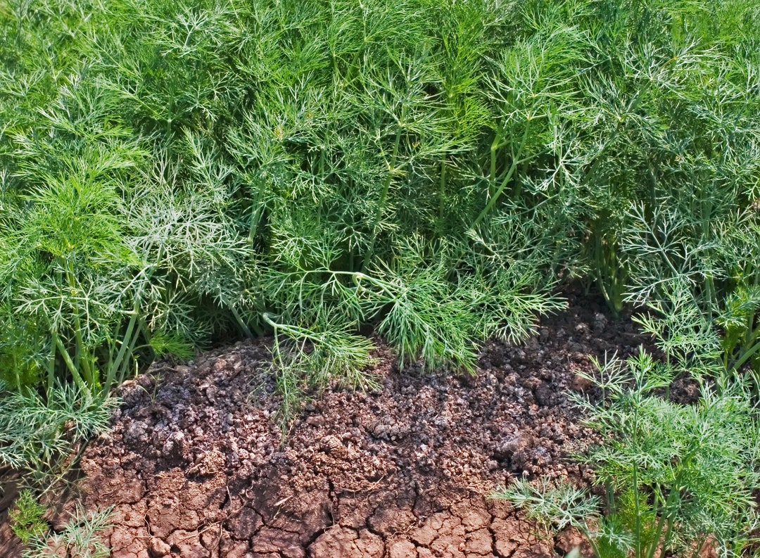 Fernleaf Dill Seeds, Dwarf Fern Leaf Dill, Slowbolting Dill, 100 Seeds