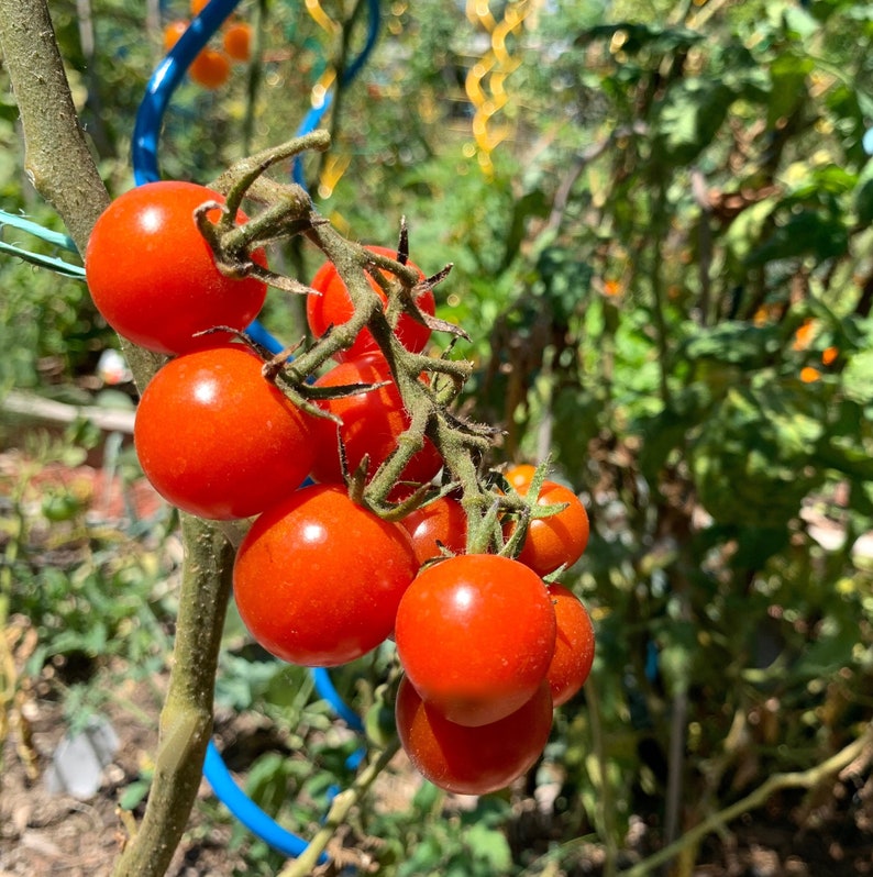 Large Red Cherry Tomato Seeds Indeterminate 350 Seeds // Etsy