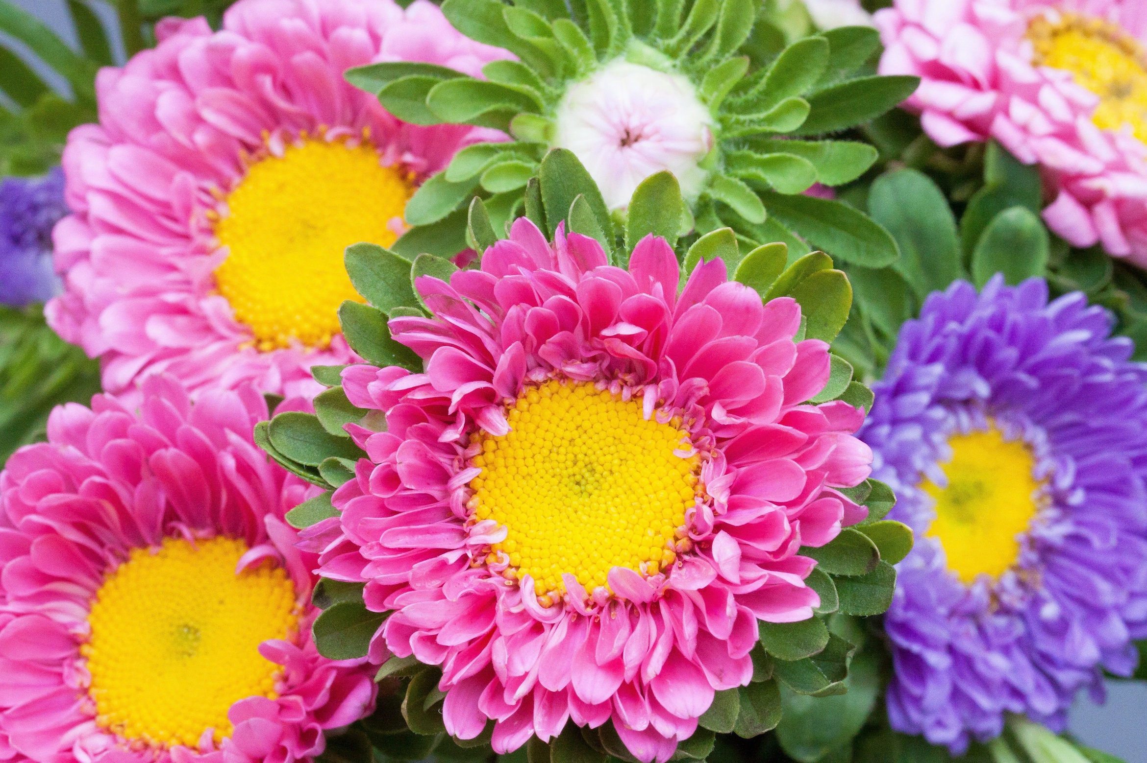 Powder Puff Aster Seeds Flower Seeds Mixed Colors 1000