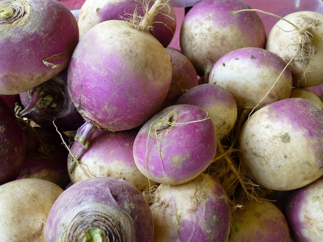 Turnip Seeds Purple Top White Globe Turnips 1500 Seeds // Etsy