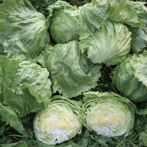 May include: A collection of fresh, green iceberg lettuce heads, some whole and others halved to reveal the crisp, pale interior. The leaves are tightly packed and have a slightly ruffled texture, suggesting freshness.